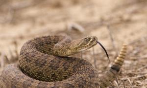 Гремучие змеи: ядовитые или нет, где встречаются, почему их так назвали Сообщение на тему гремучая змея
