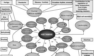 Пищевая аллергия и пищевая непереносимость, терминология, классификация, проблемы диагностики и терапии Продукты повышающие гистамин